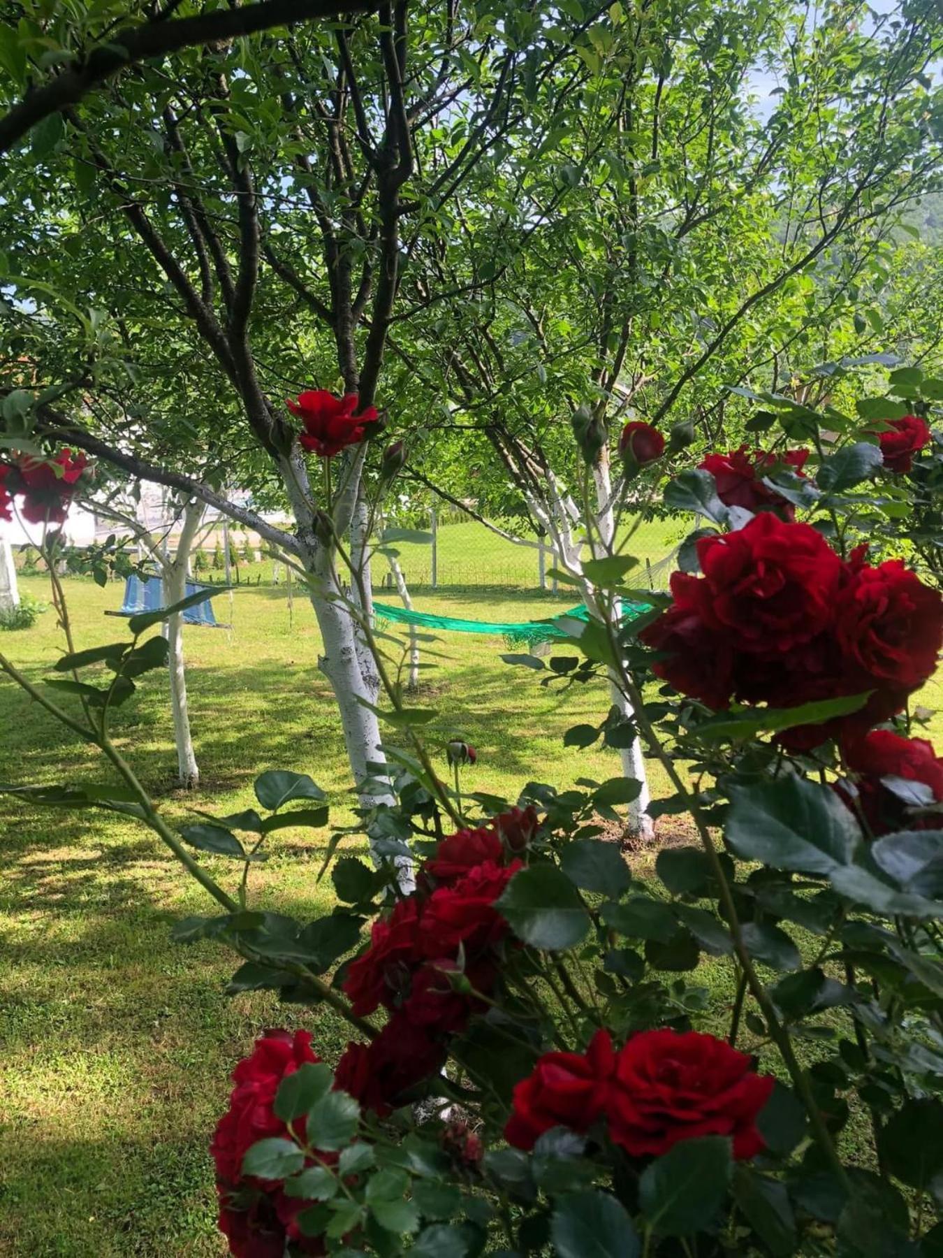 Villa Kuca Za Odmor Aiman *